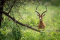 Male impala facing camera hides behind tree Royalty Free Stock Photo